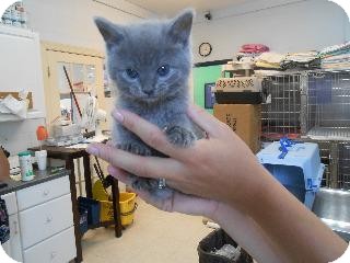Nebelung Cat For Sale Near Me