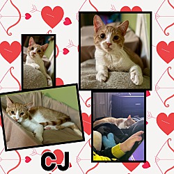 Thumbnail photo of CJ #1