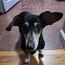 Thumbnail photo of Leah Amber #3