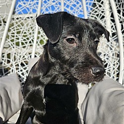 Thumbnail photo of Lady Roxy a Terrier-Pug mix #1
