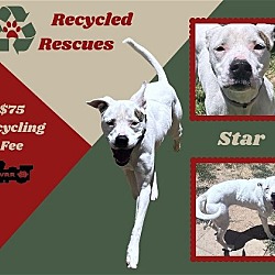Photo of Star (Recycle)