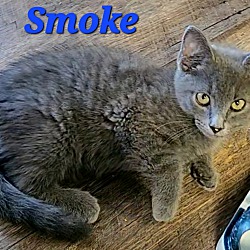 Thumbnail photo of Smoke #2