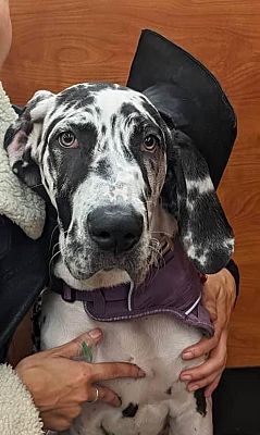 Dacula, GA - Great Dane. Meet Nymeria a Pet for Adoption - AdoptaPet.com