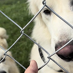 bonded pet photo