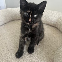 adopt-pet