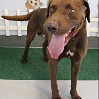 adopt a pet