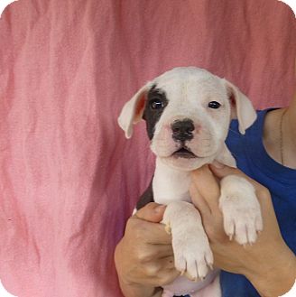 Oviedo Fl English Bulldog Meet Cj A Pet For Adoption