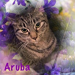 Thumbnail photo of Aruba #2