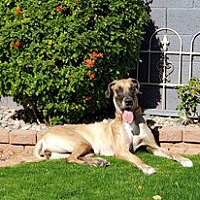 Great Dane Rescue Of Az Alliance In Phoenix Arizona