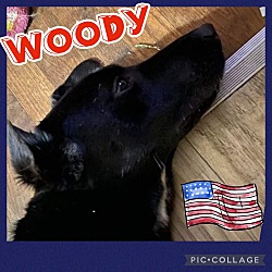 Photo of WOODY