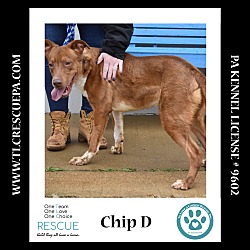 Thumbnail photo of Chip D 081724 #4