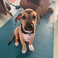adopt a pet