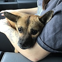 adopt a pet
