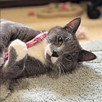 adopt a pet