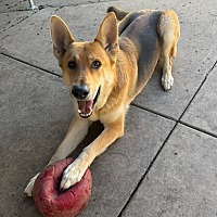 adopt a pet