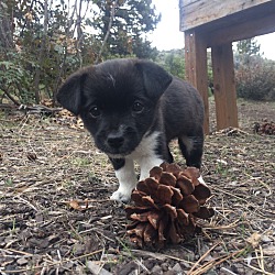 Thumbnail photo of Milo - Puppy! #1