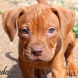 Thumbnail photo of Frodo~adopted! #1