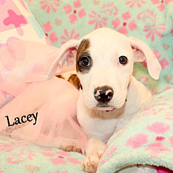 Thumbnail photo of Lacey ~ meet me! #1