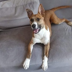 Puppies For Sale In East Chicago Indiana Adoptapet Com