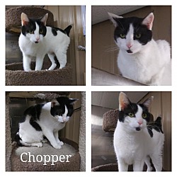 Photo of CHOPPER
