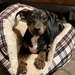 Photo of Larry Wednesday-adopted