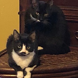 Photo of Kittens Johnny Cash & June