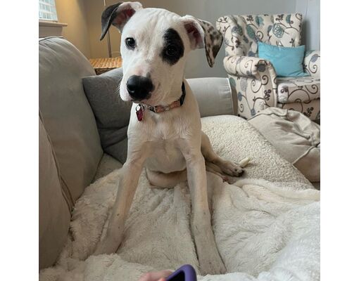 Delaware, OH - Mixed Breed (Medium). Meet Hallie a Pet for Adoption ...