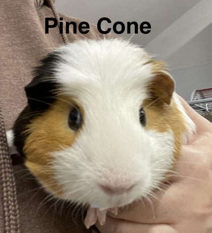 Photo of Pinecone