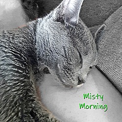 Thumbnail photo of Misty Morning #3