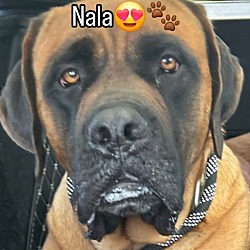 Thumbnail photo of Nala #3