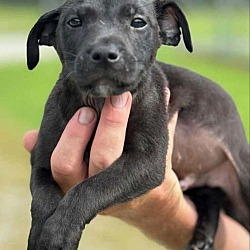 Thumbnail photo of Nash *Adopt* #2