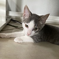 adopt a pet
