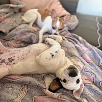 adopt a pet