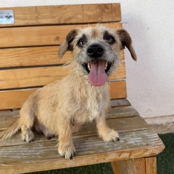 Candy Corn, Mixed breed