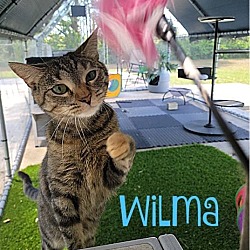 Thumbnail photo of Wilma #3
