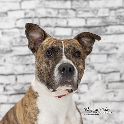 Glastonbury Ct American Staffordshire Terrier Boxer Meet Bella A