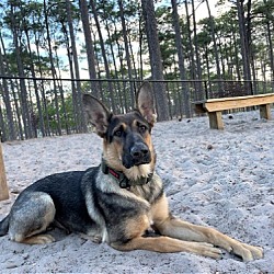 Photo of Sable (CL)
