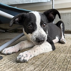 Photo of Lucky