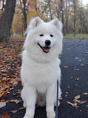 Arlington, VA - Samoyed. Meet Big Guy a Pet for Adoption - AdoptaPet.com