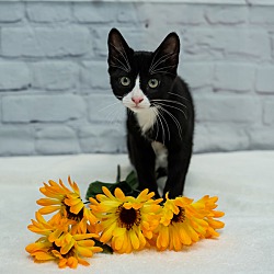 Thumbnail photo of Tux #4