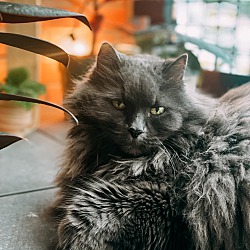 Photo of Smokey