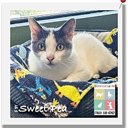 Thumbnail photo of Sweet Pea #1