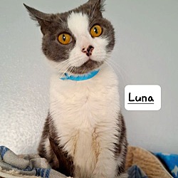 Thumbnail photo of Luna @ Petsmart #1