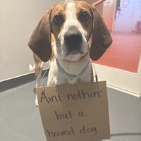 adopt a pet
