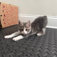 adopt a pet