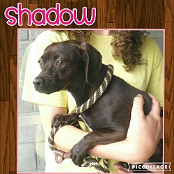 Thumbnail photo of Shadow #3