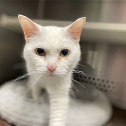 Photo of Snowball: Not At the Shelter