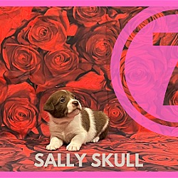 Thumbnail photo of Sally Skull #3