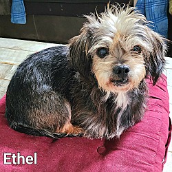 Thumbnail photo of Ethel #2