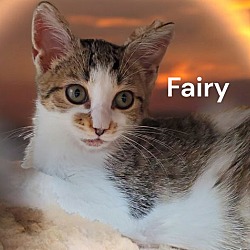 Thumbnail photo of Fairy #1